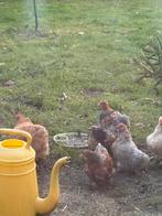 Prachtige hanen, Mannelijk, Kip