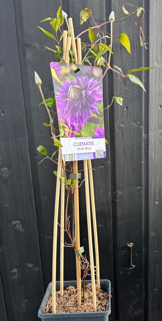 Clematis, Tuin en Terras, Planten | Tuinplanten, Ophalen, Klimplanten, Halfschaduw