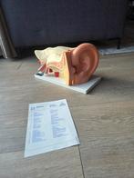 Oormodel met genummerde onderdelen en uitleg, Ophalen of Verzenden, Gebruikt