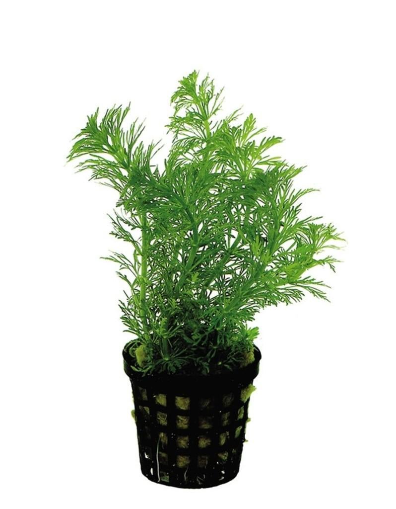 limnophila heterophylla 5 cm pot €5,95, ., Plant(en), Steen of Hout, Nieuw, Ophalen of Verzenden