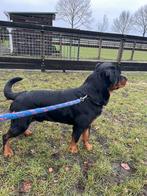 Rottweiler reu, Dieren en Toebehoren, Reu, 1 tot 2 jaar, Parvo, Eén hond