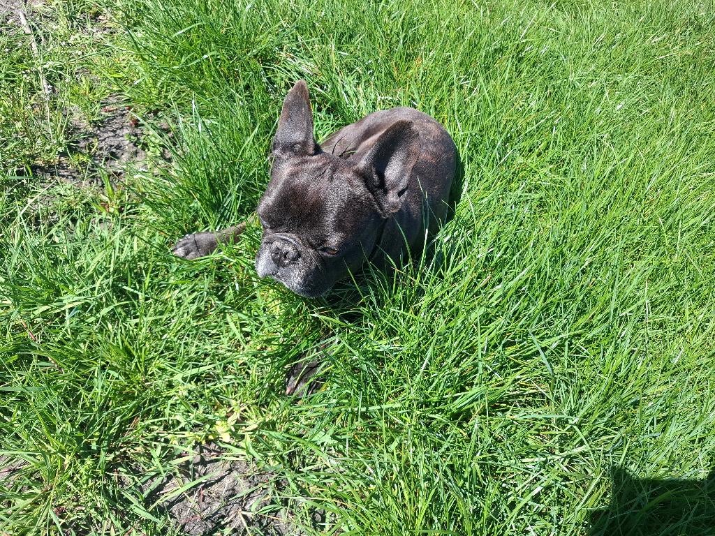 Franse bulldog, Dieren en Toebehoren, 6 jaar of ouder, Particulier, Reu, Buitenland