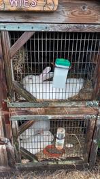 Vlaamse reus ram, Dieren en Toebehoren, Konijnen, Mannelijk, Groot, 0 tot 2 jaar