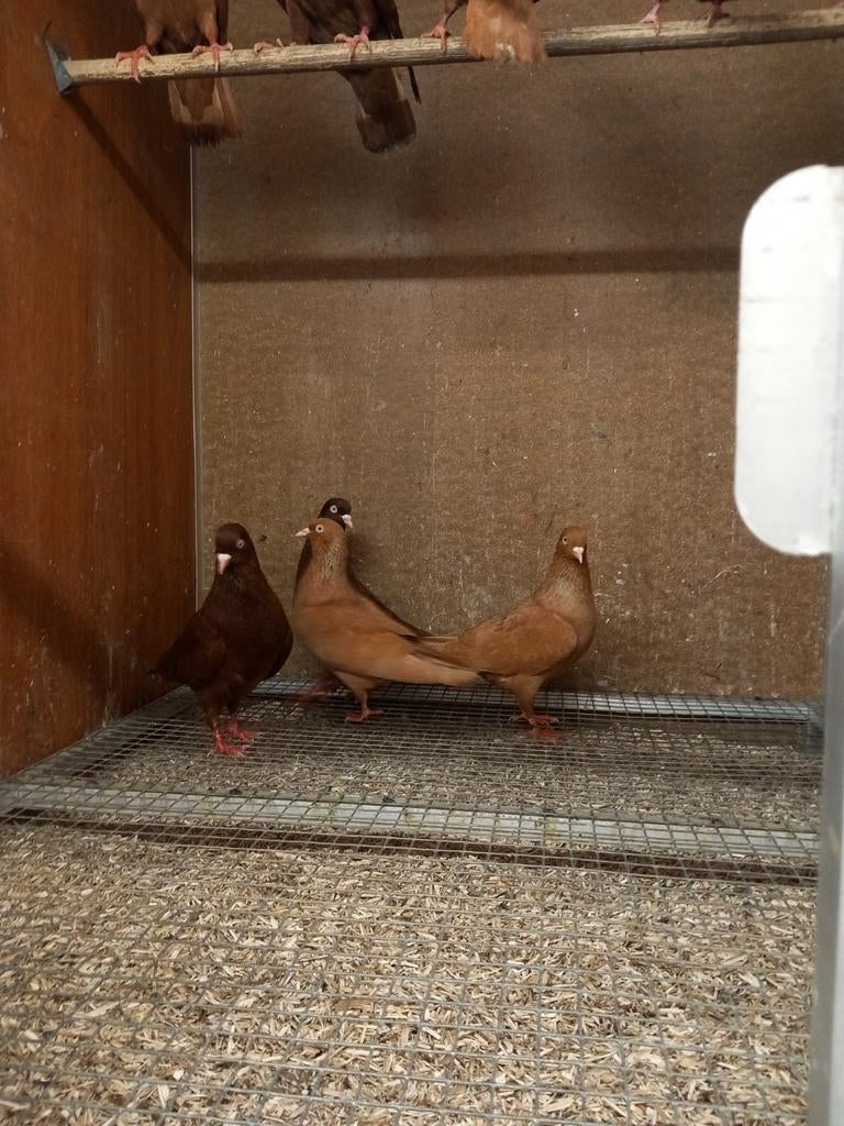 Belgische tuimelaars, Meerdere dieren, Postduif