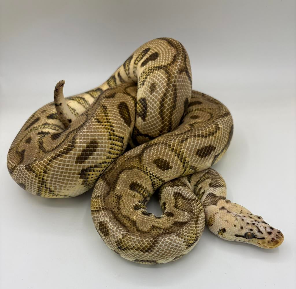 Pastel Red Stripe Spotnose Clown man koningspython Ball Python - male for sale from willems