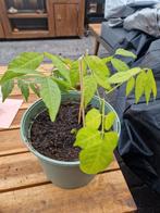 Blauwe regen stekken, Ophalen, Overige soorten, Volle zon