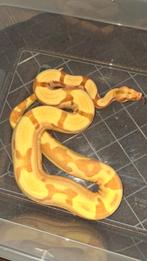 Boa constrictor jungle sunglow vrouw, Dieren en Toebehoren, Slang