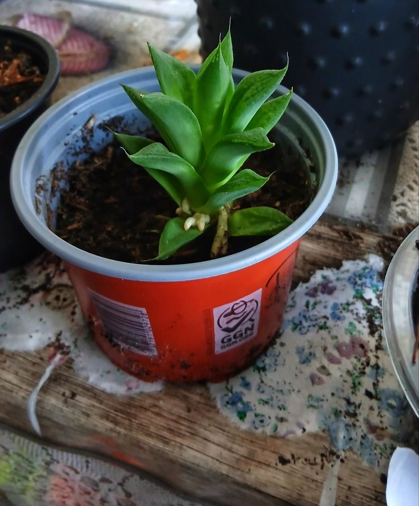 Haworthia cymbiformis vetplant, Huis en Inrichting, Kamerplanten, Bloeiende kamerplant, Ophalen, Vetplant