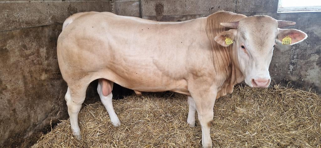 Te koop blonde d'aquitaine stamboek fokstier, Dieren en Toebehoren, Mannelijk, 0 tot 2 jaar