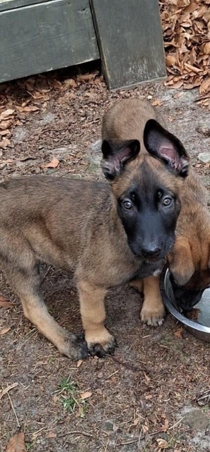 Te koop mechelse herder pup, Parvo, 8 tot 15 weken, Meerdere, Meerdere dieren