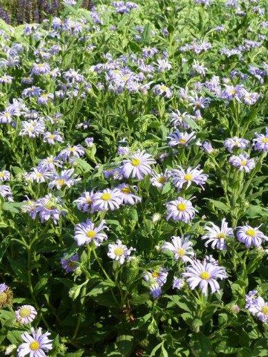 Zomeraster Kalimeris incisa, Volle zon, Vaste plant, Zomer, Ophalen