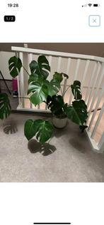 Monstera Deliciosa  vandaag voor 18 ophalen, Tuin en Terras, Overige soorten, Vaste plant, Ophalen of Verzenden, Bloeit niet
