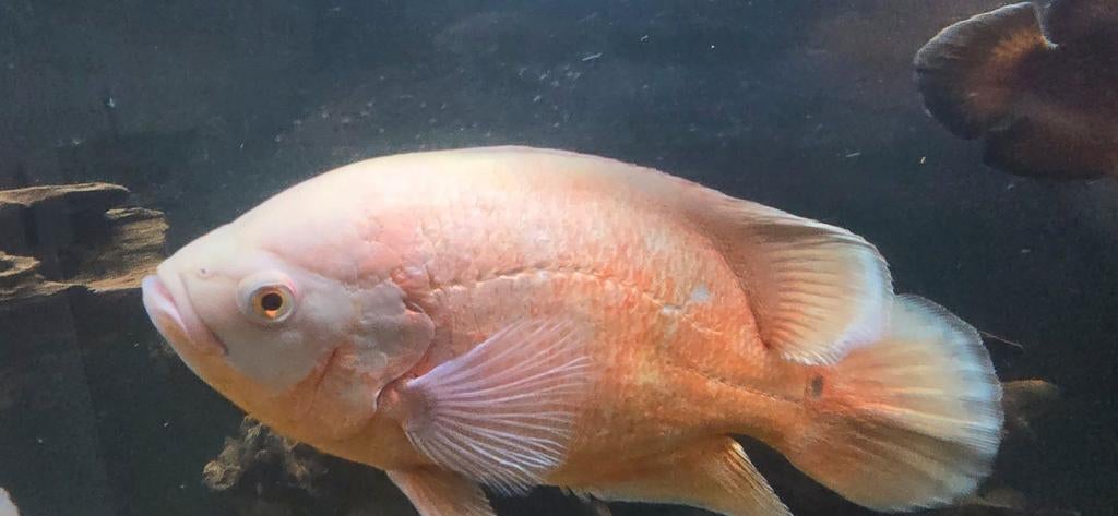 Oscar cichlide, Dieren en Toebehoren, Ophalen, Zo goed als nieuw, Overige typen