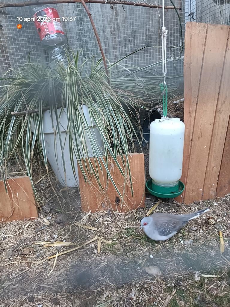 Diamant duifjes, Dieren en Toebehoren, Vogels | Duiven, Geslacht onbekend, Overige soorten