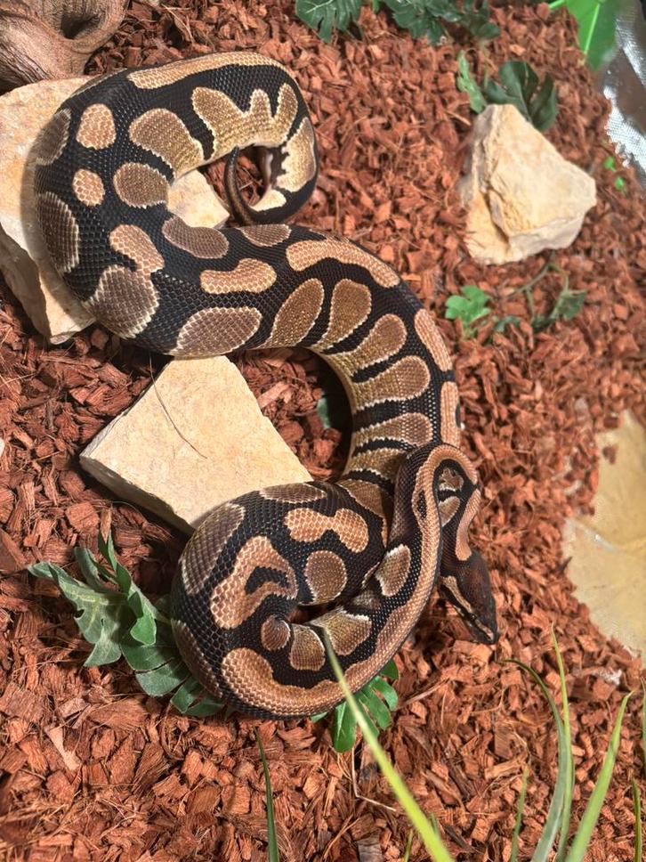 MOET WEG VOOR KLEIN PRIJSJE Ball Python - unknown for sale from Jaap