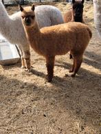 Alpaca merries van 2025, Dieren en Toebehoren, Juni, Meerdere dieren