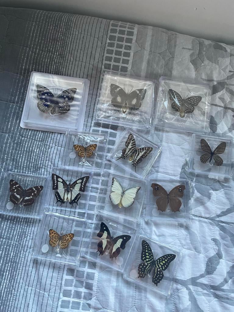Vlinder Decoratie - Diverse Soorten, Verzamelen, Dierenverzamelingen, Ophalen of Verzenden, Nieuw, Insect, Overige typen