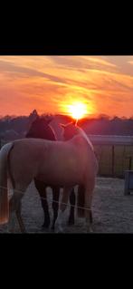 Vol pension plek vrij op paradijs voor paard én mens, Stalling, 2 of 3 paarden of pony's