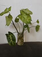 Syngonium Pixie stekje, Groene kamerplant, Ophalen of Verzenden, Halfschaduw, Minder dan 100 cm