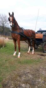 Brave 3 jarige tuigpaard merrie. Met Gelderse merrie, Dieren en Toebehoren, Paarden, Merrie, Met stamboom, Zadelmak, 3 tot 6 jaar