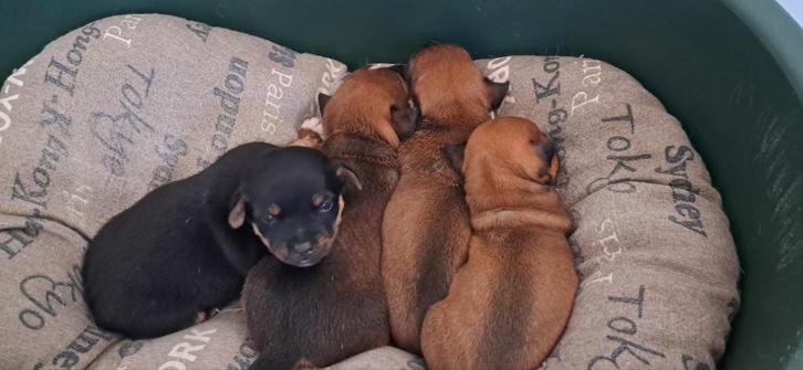 Te koop 4 mooie Jack-Russel pups (NOG 2 BESCHIKBAAR), Dieren en Toebehoren, Honden | Jack Russells en Terriërs, Meerdere dieren
