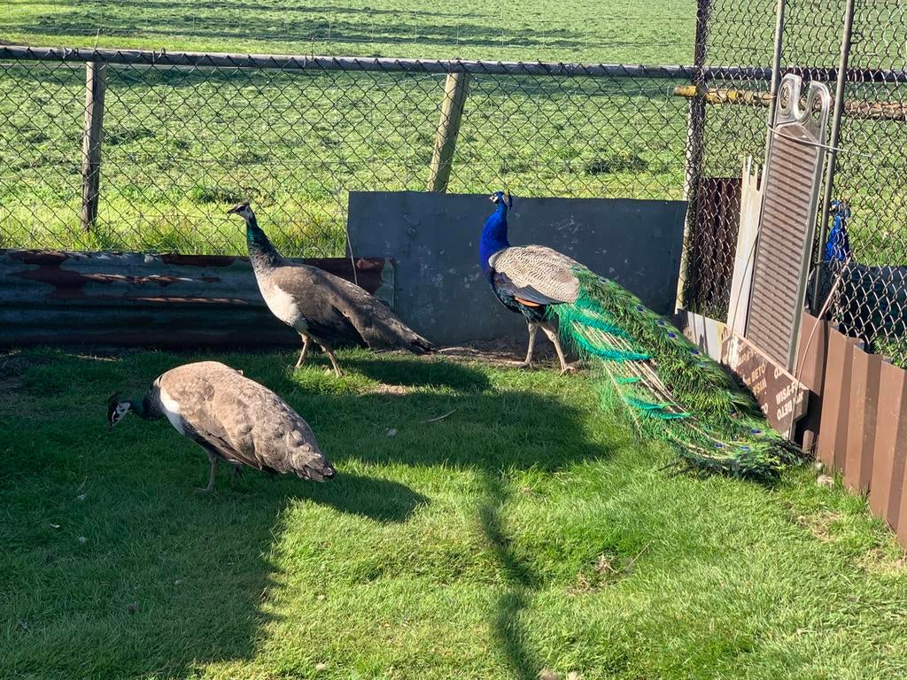 Pauwen  ( blauwepauw broedeieren), Dieren en Toebehoren, Geslacht onbekend, Overige soorten