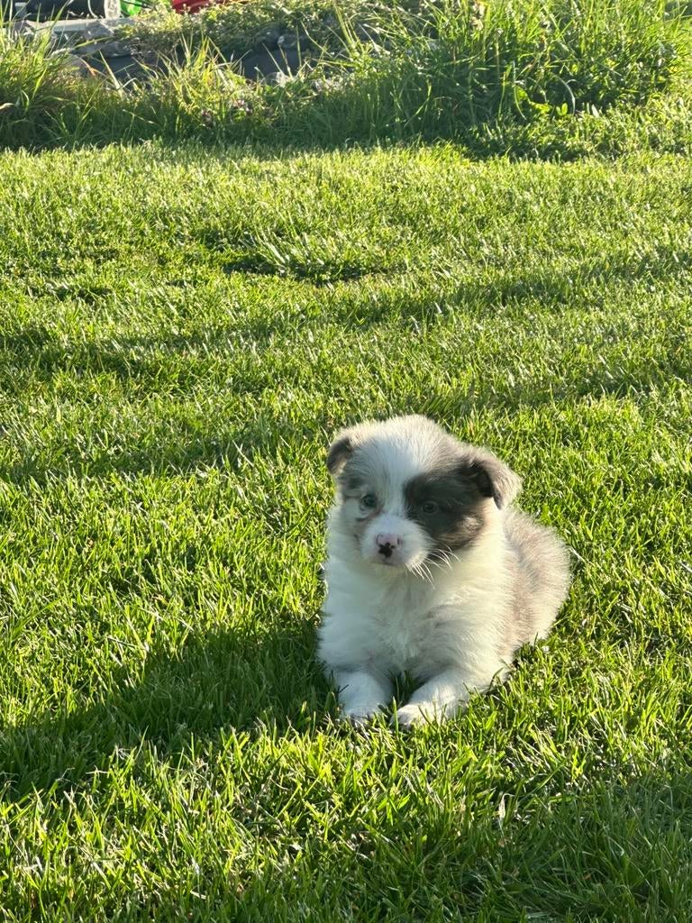 Border collie pups, Parvo, België, Fokker | Hobbymatig, 8 tot 15 weken