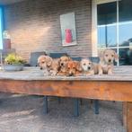 Teckel pups.Creme kleur dwergteckel pups ruwharig, Parvo, 8 tot 15 weken, Dwerg, Meerdere