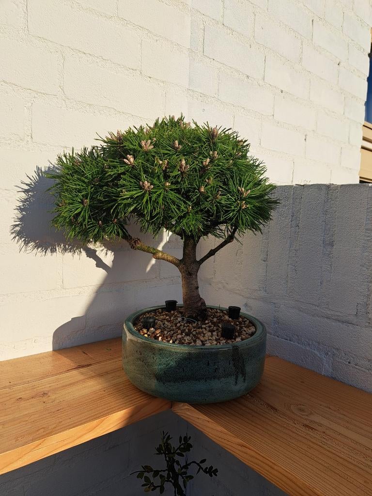 Pinus mugo bonsai, Tuin en Terras, Planten | Bomen, Overige soorten, Minder dan 100 cm, Volle zon, Bloeit niet, Ophalen of Verzenden