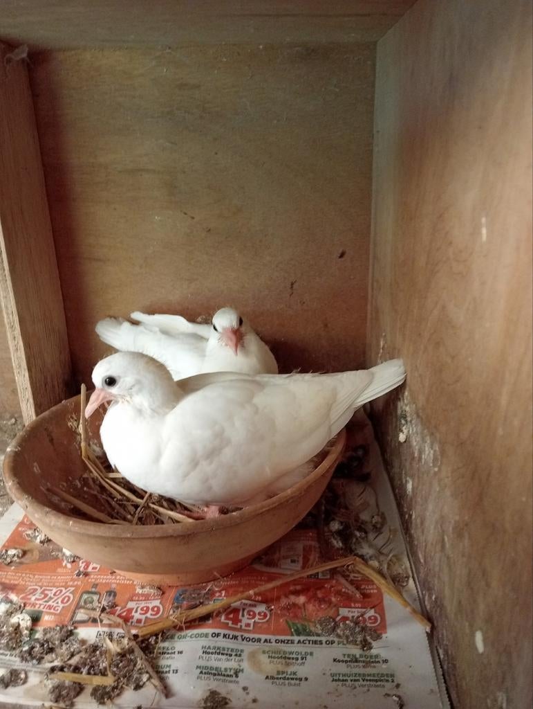 Kumrus/Fluitduiven!, Meerdere dieren, Overige soorten