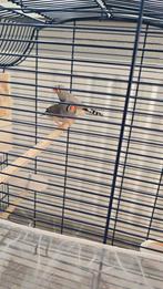 Bruin koppel zebravinken met 4 jongen + kooi te koop, Dieren en Toebehoren, Meerdere dieren