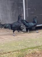 Koppel sumatra hoenders, Dieren en Toebehoren, Pluimvee, Meerdere dieren, Eend