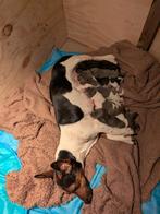 Jack russell pups, Dieren en Toebehoren, Honden | Jack Russells en Terriërs, Jack Russell Terriër, 8 tot 15 weken, Meerdere, Meerdere dieren