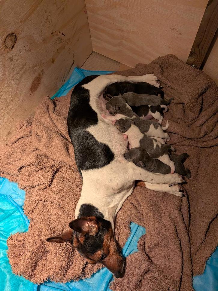 Jack russell pups, Dieren en Toebehoren, Honden | Jack Russells en Terriërs, Meerdere dieren, Jack Russell Terriër, Particulier