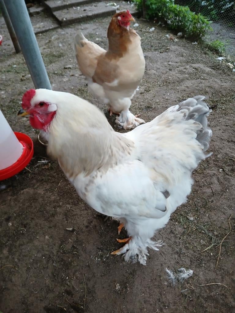 Brahma groot haan, Dieren en Toebehoren, Pluimvee, Mannelijk, Kip