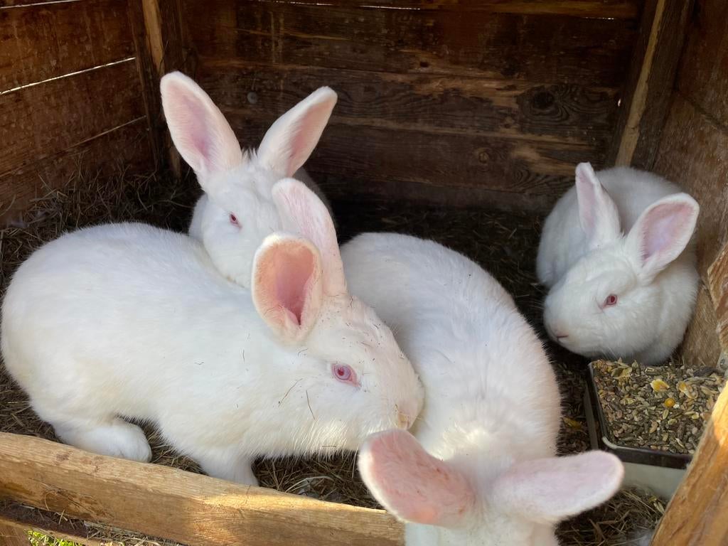 Witte Nieuwe Zeeladners, Dieren en Toebehoren, Konijnen, Meerdere dieren, Groot, 0 tot 2 jaar