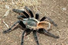 verschillende vogelspinnen te bestellen bij csreptiles Venlo, Spin of Schorpioen