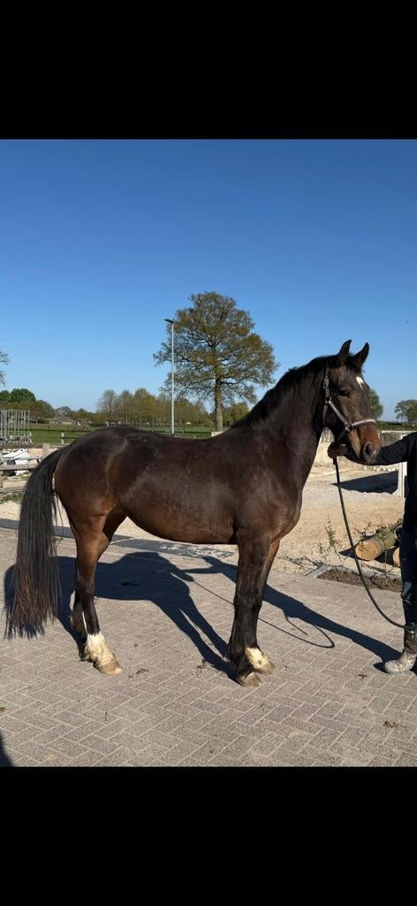 Mooi paard te koop!, Dieren en Toebehoren, Paarden, Merrie, 160 tot 165 cm, 3 tot 6 jaar