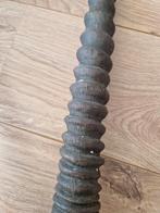 Schedel met hoorns, paardantilope., Ophalen of Verzenden