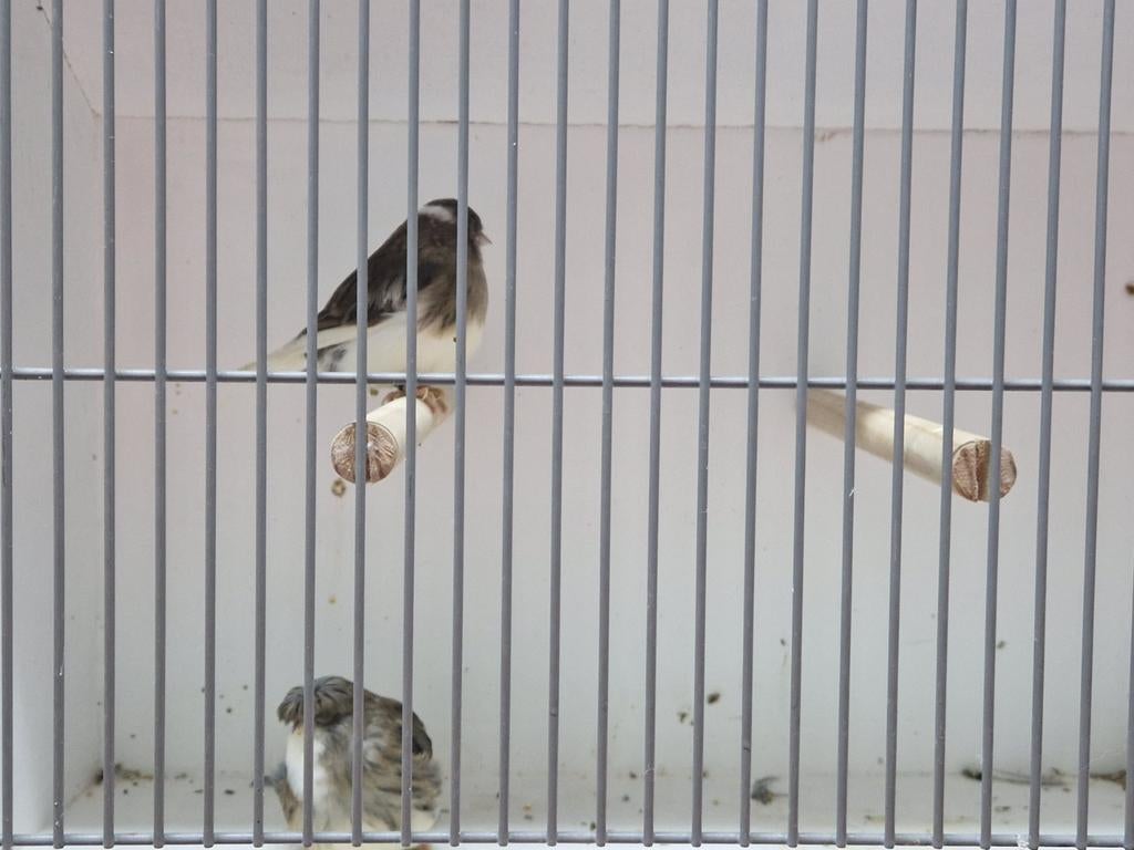 Koppel blauwbonte glosters, Dieren en Toebehoren, Meerdere dieren