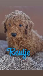 Lief Toy/Dwerg Poedel reutje, Poedel, Reu, Eén hond, Nederland