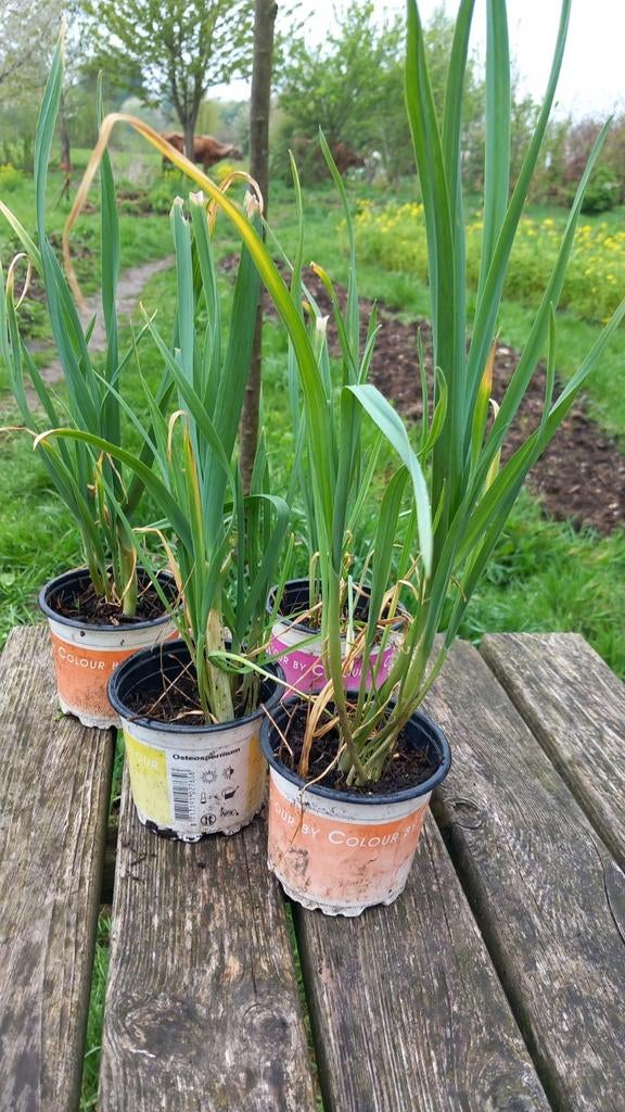 Oerprei planten in pot, Ophalen, Volle zon, Bloeit niet, Groenteplanten