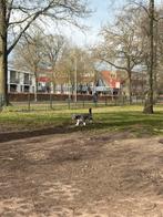 Pomsky x shih-tzu zwart/wit, Parvo, 15 weken tot 1 jaar, Eén hond, Nederland