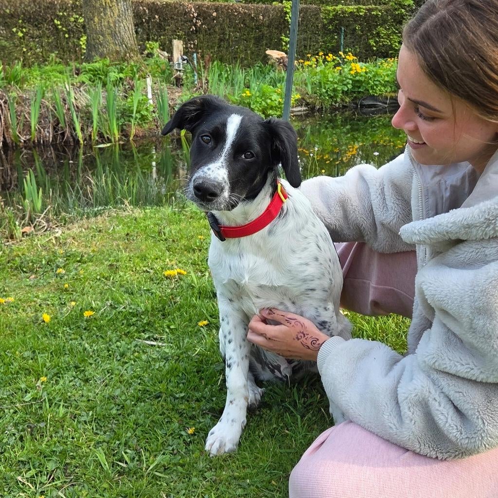 Lieve Anton, 4 maand stichting sphoek, Parvo, Particulier, 15 weken tot 1 jaar, Reu