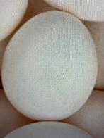 GEZOCHT Kuikens-Broedeieren Bresse, Sussex, Mechelse Koekoek, Dieren en Toebehoren, Pluimvee, Geslacht onbekend, Kip