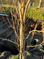 Fagus sylvatica "Dawyck Purple" - Zuilbeuk, Tuin en Terras, Bloeit niet, 250 tot 400 cm, Zuilboom, Ophalen