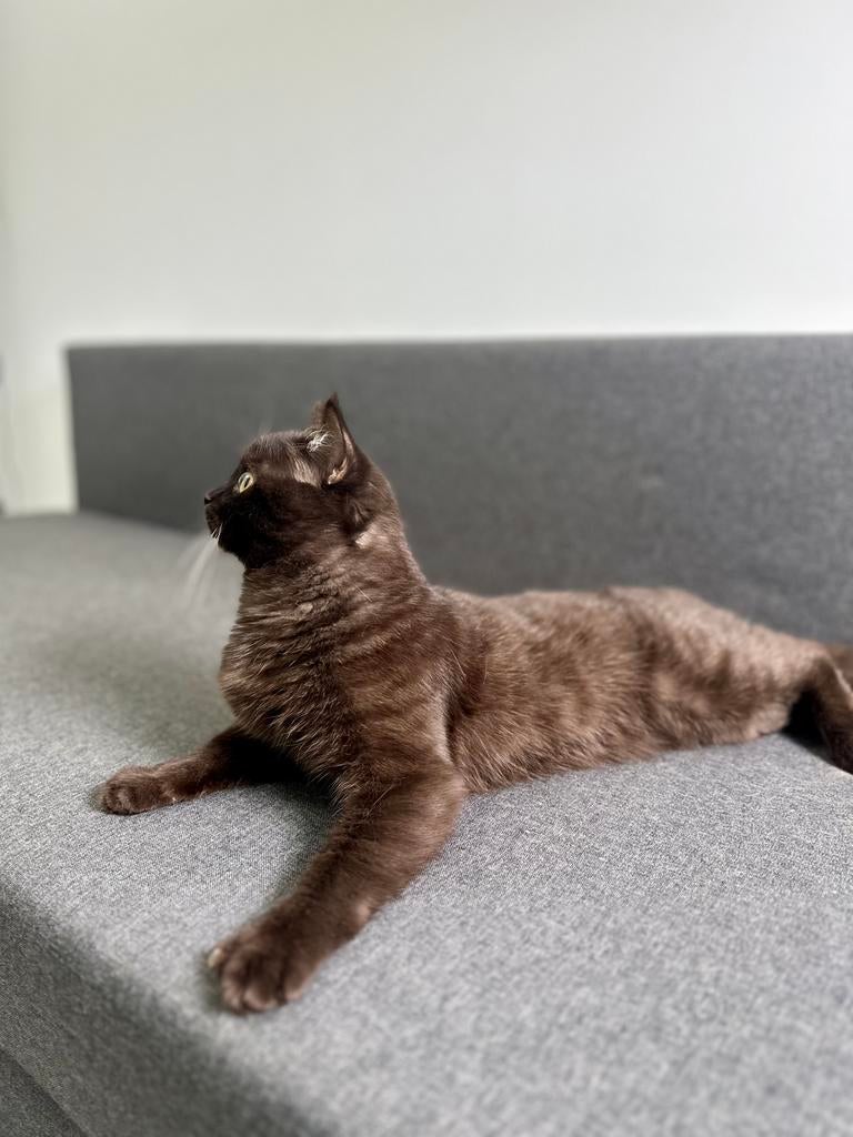 Britse kortehaar, Meerdere dieren, Ontwormd, 0 tot 2 jaar