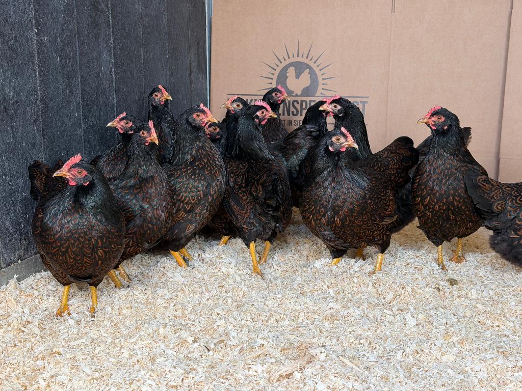 Jonge Barnevelder kriel bruin gezoomd gesekst & ingeënt, Dieren en Toebehoren, Pluimvee, Vrouwelijk, Kip