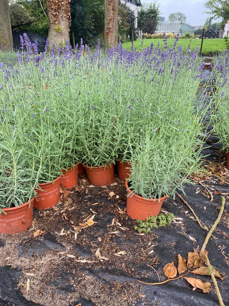 Bossige lavendel hidcote paars winterhard in20cmpot va.€1, Tuin en Terras, Planten | Tuinplanten, Ophalen, Overige soorten, Volle zon