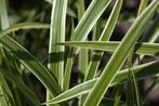 20 wintergroene Carex Ice Dance siergras planten €50, Vaste plant, Siergrassen, Ophalen of Verzenden, Halfschaduw